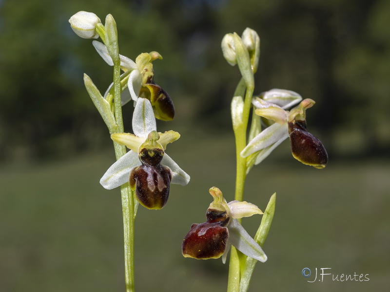 Ophrys castellana.02