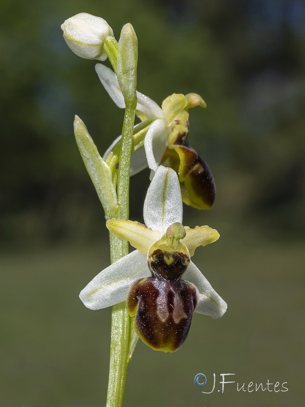 Ophrys castellana.03