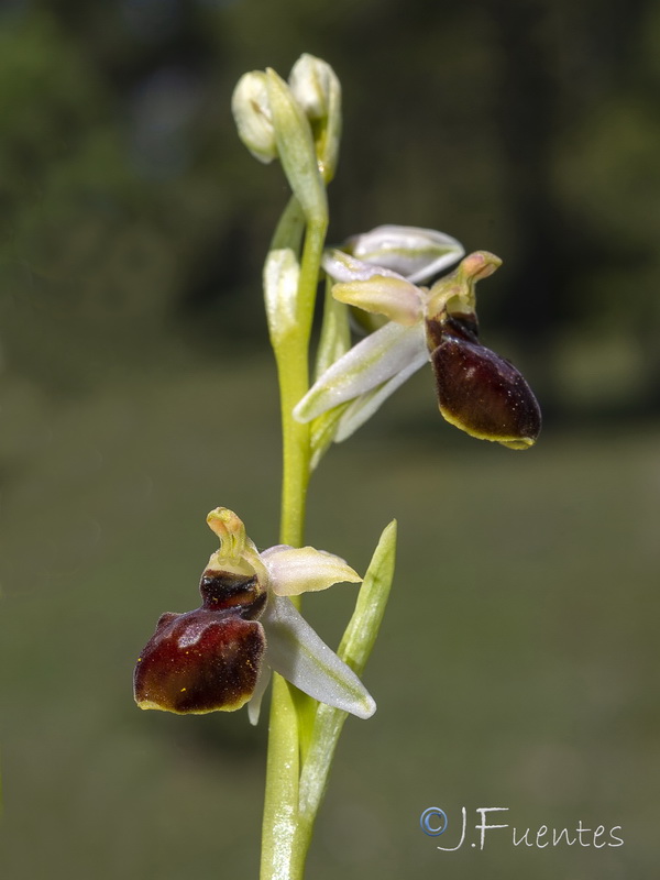 Ophrys castellana.04