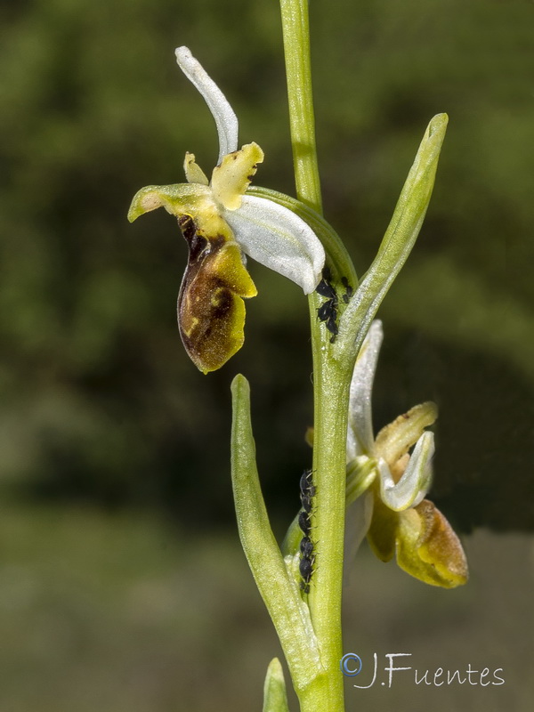 Ophrys castellana.05