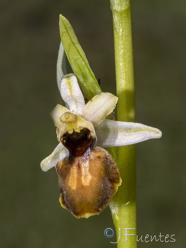 Ophrys castellana.06