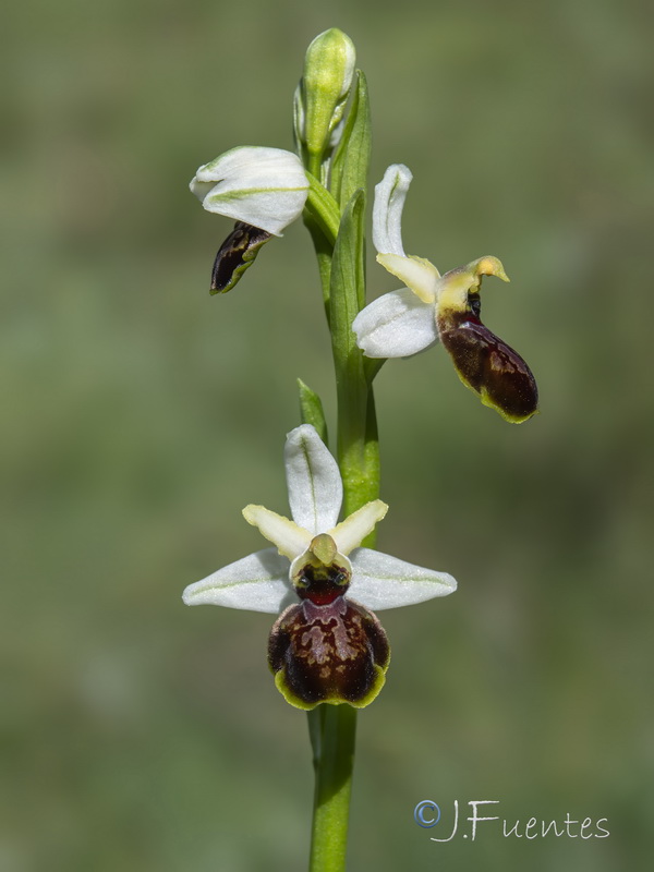 Ophrys castellana.07