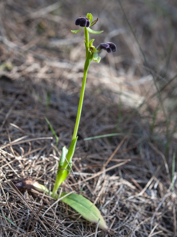 Ophrys dyris.01