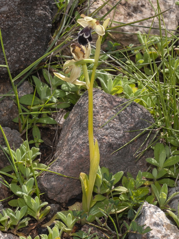 Ophrys dyris.04