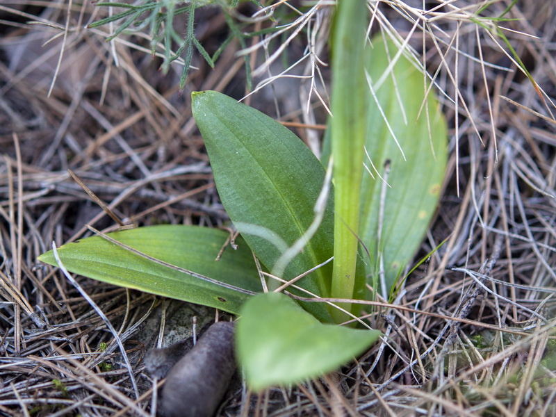 Ophrys dyris.05