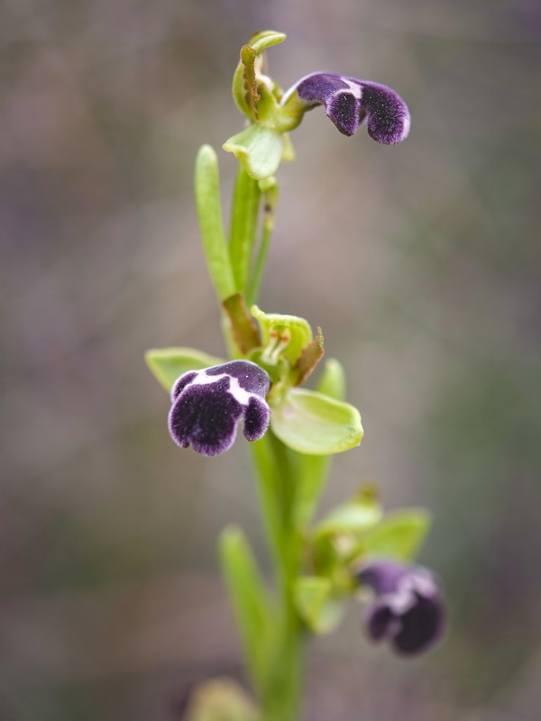 Ophrys dyris.06
