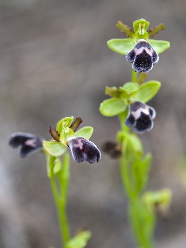 Ophrys dyris.07