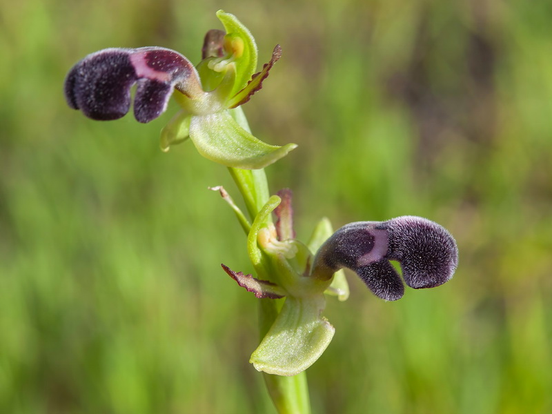Ophrys dyris.11