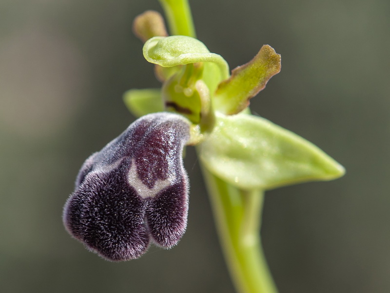 Ophrys dyris.12