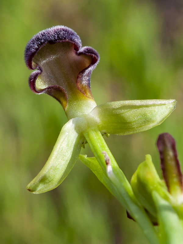 Ophrys dyris.16