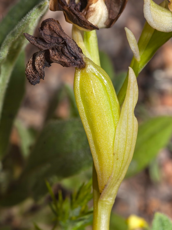 Ophrys dyris.18