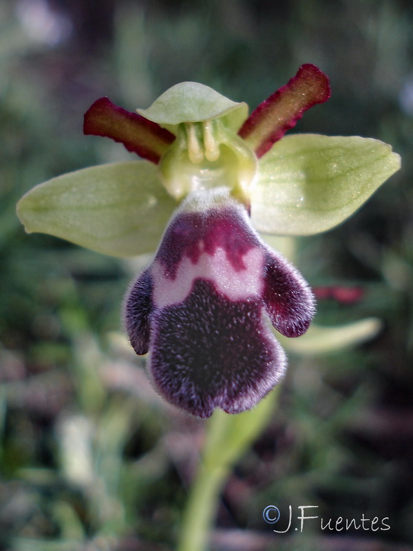 Ophrys dyris.22