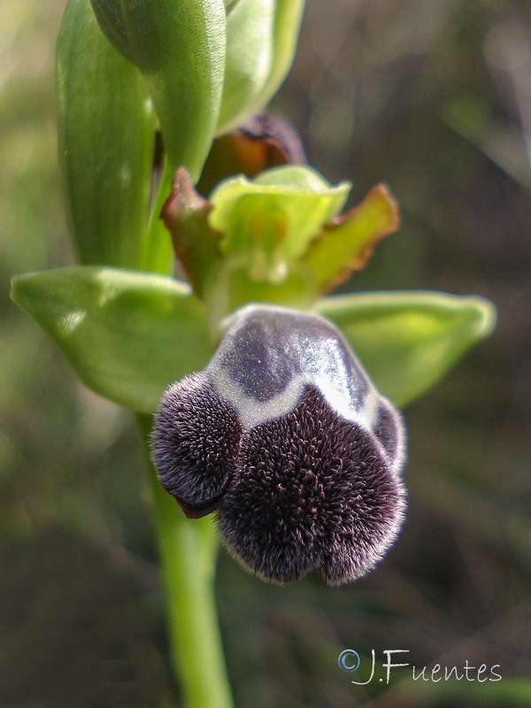 Ophrys dyris.23