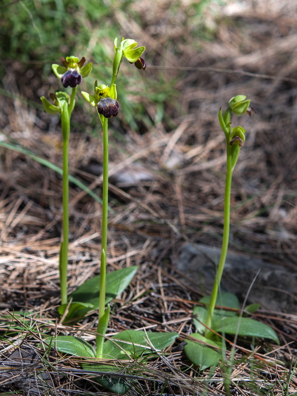 Ophrys fusca fusca.01