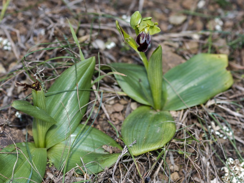 Ophrys fusca fusca.04