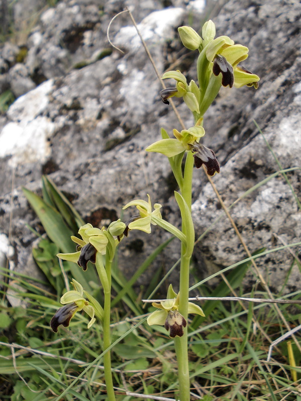 Ophrys fusca fusca.07