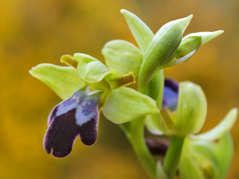 Ophrys fusca fusca.11