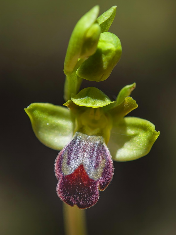 Ophrys fusca fusca.12