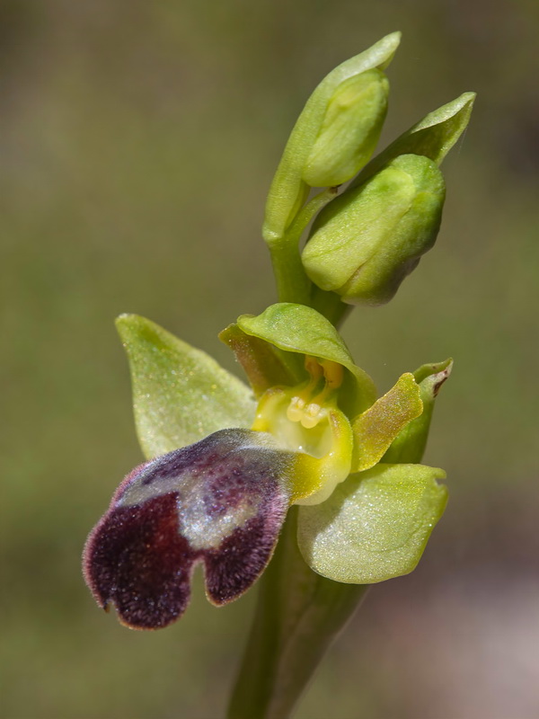 Ophrys fusca fusca.14