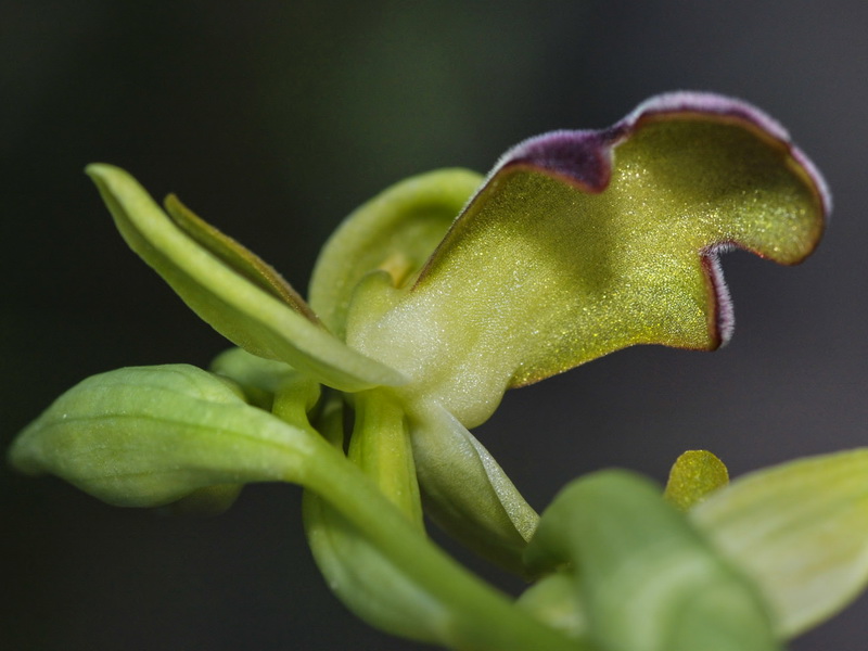 Ophrys fusca fusca.20