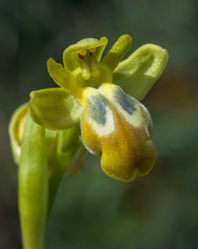 Ophrys fusca fusca.21