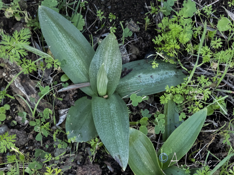 Ophrys fusca fusca.23a