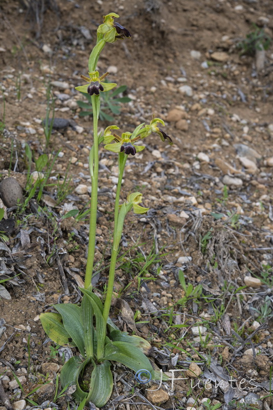 Ophrys fusca fusca.25