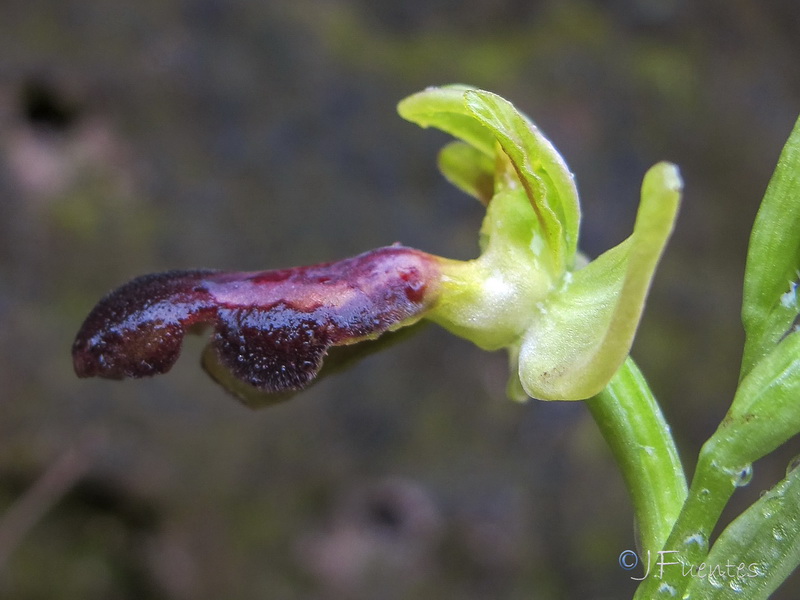 Ophrys fusca fusca.28