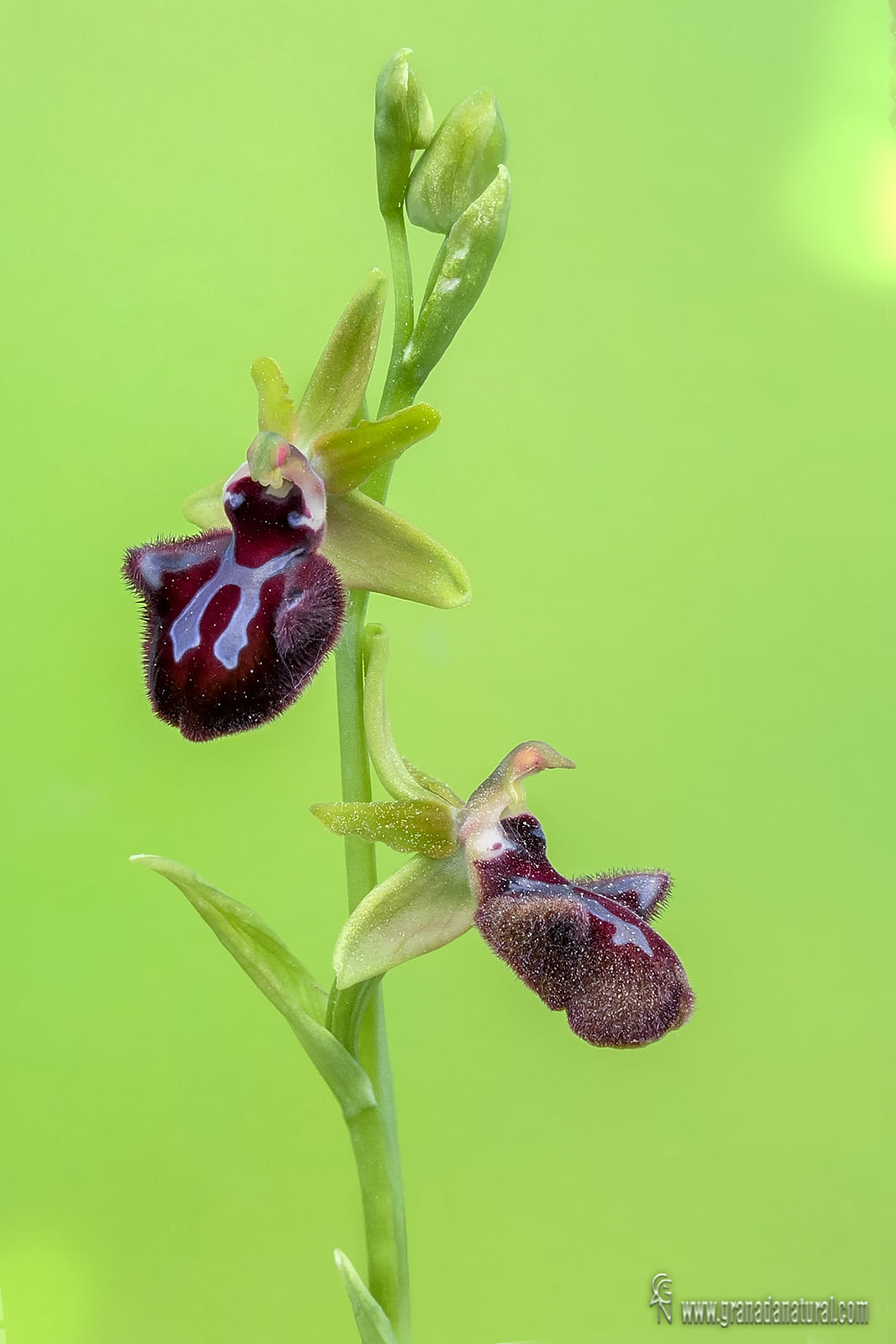 Ophrys incubacea 1