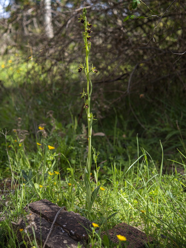 Ophrys incubacea.01