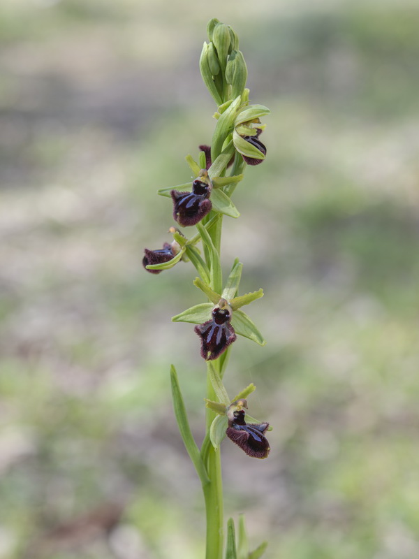 Ophrys incubacea.02