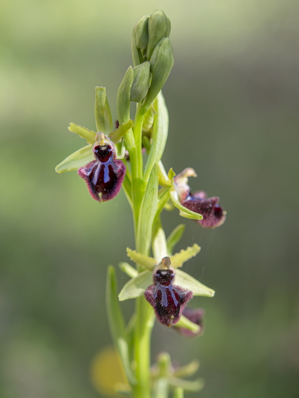 Ophrys incubacea.04