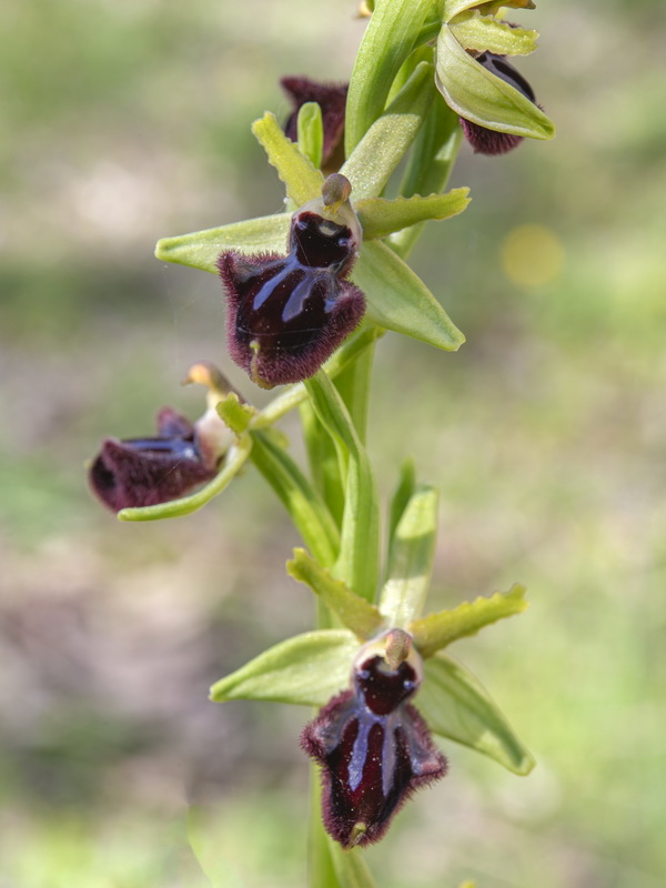 Ophrys incubacea.05
