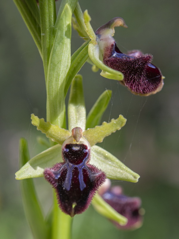 Ophrys incubacea.06