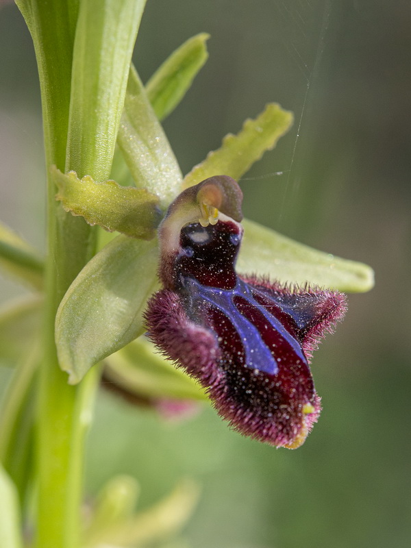 Ophrys incubacea.09