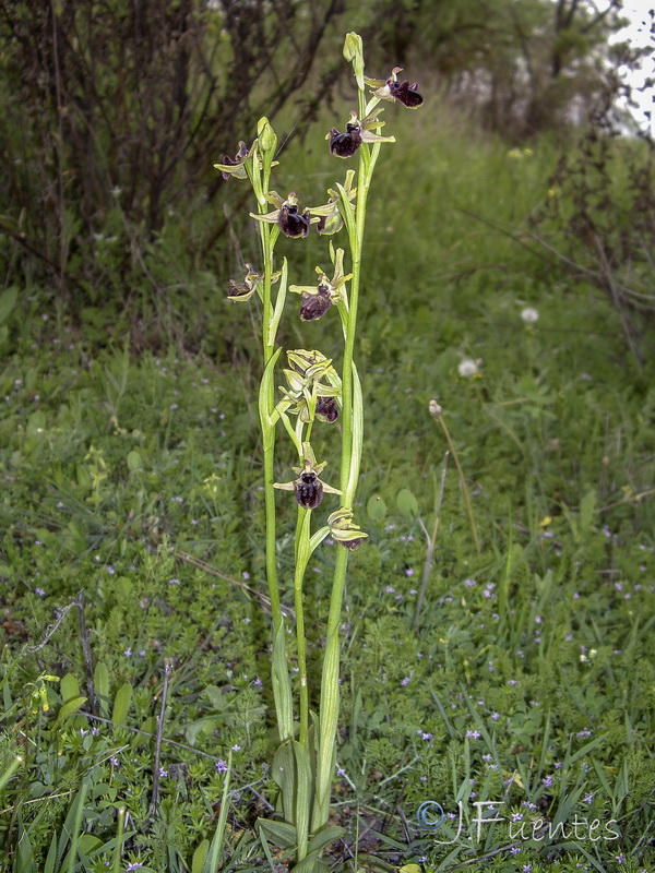 Ophrys incubacea.10