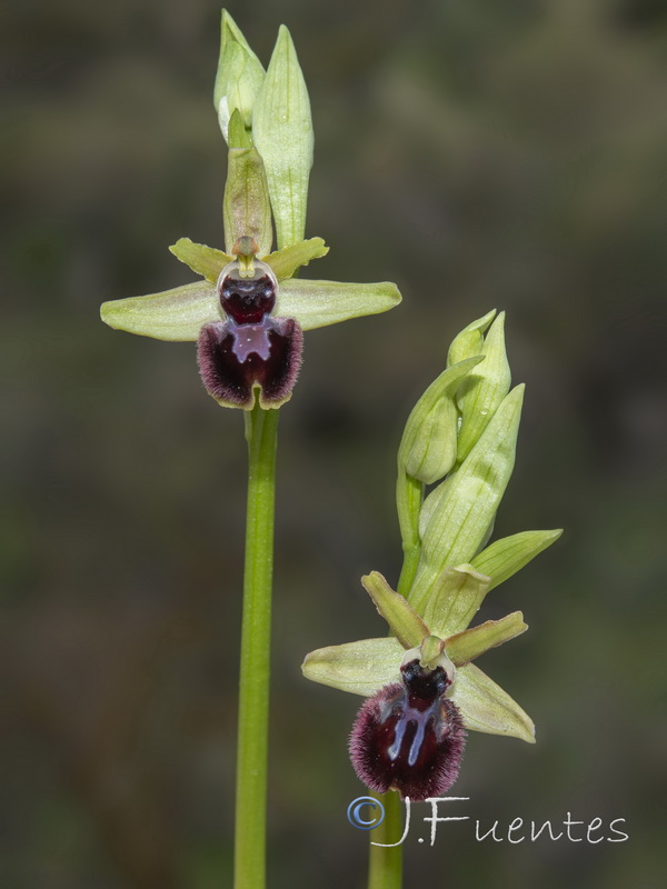 Ophrys incubacea.19