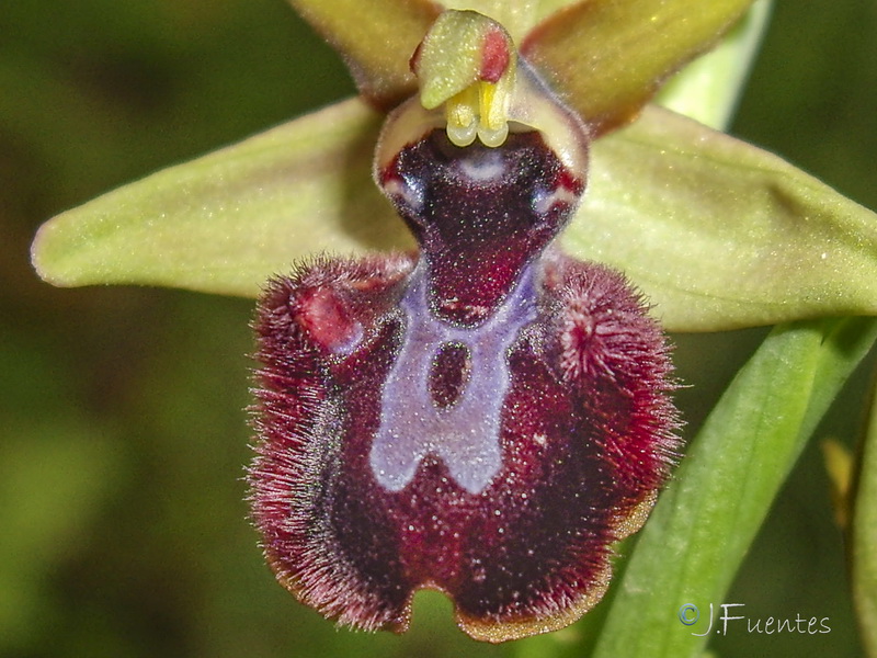 Ophrys incubacea.30