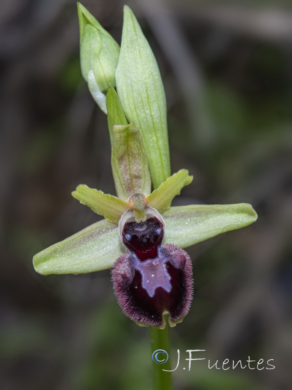 Ophrys incubacea.33