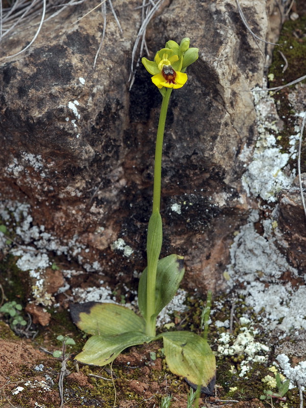Ophrys lutea lutea.02