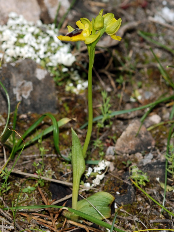 Ophrys lutea lutea.04