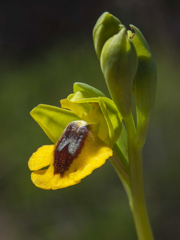 Ophrys lutea lutea.08
