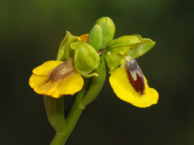 Ophrys lutea lutea.09