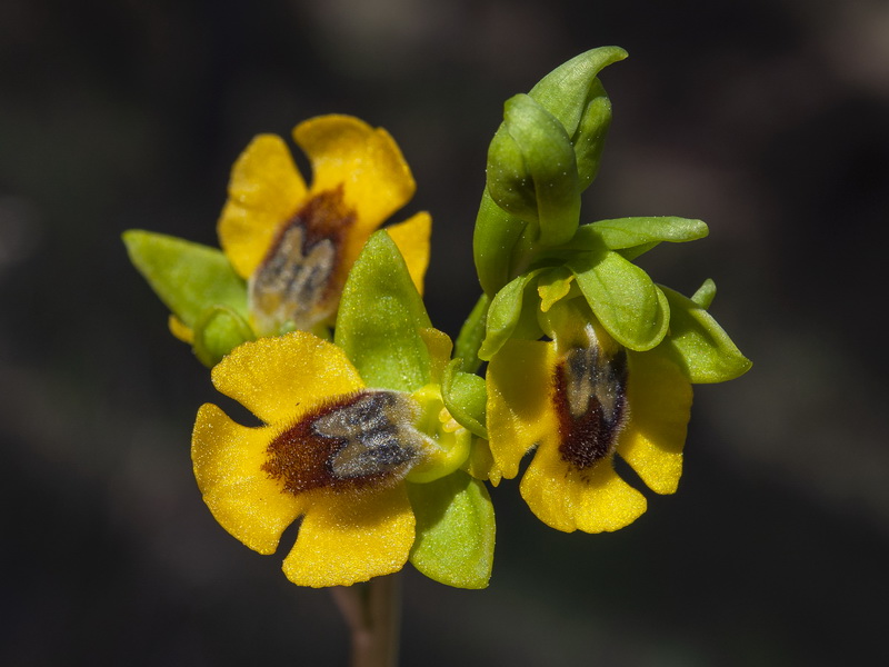 Ophrys lutea lutea.12