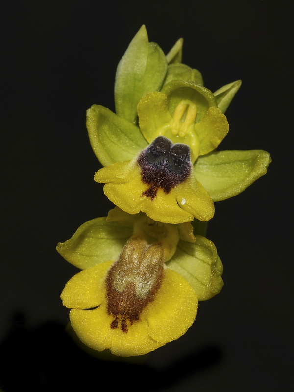 Ophrys lutea lutea.14
