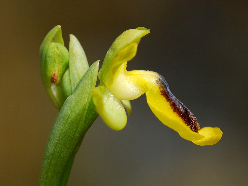 Ophrys lutea lutea.18