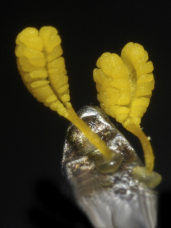 Ophrys lutea lutea.20