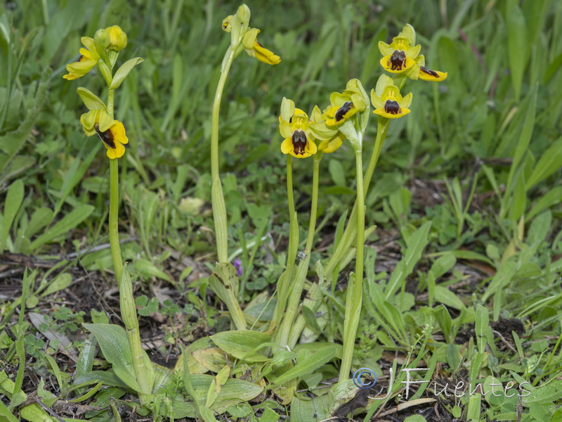 Ophrys lutea lutea.23