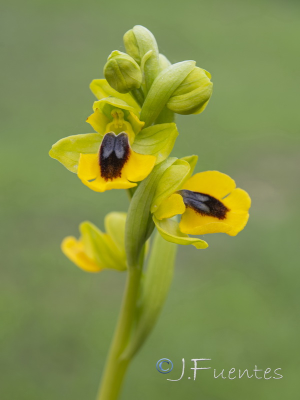 Ophrys lutea lutea.26