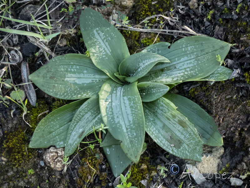 Ophrys lutea lutea.27